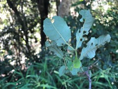 Alectryon subdentatus