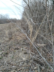 Calamagrostis epigejos