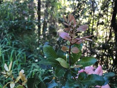 Alectryon subdentatus