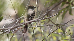 Myiarchus tyrannulus