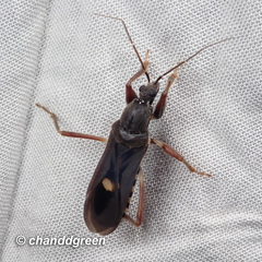 Ectomocoris atrox