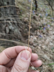 Poa nemoralis