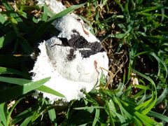 Reticularia lycoperdon