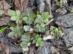 Chelidonium majus
