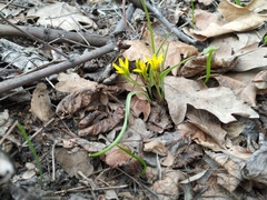 Gagea fragifera