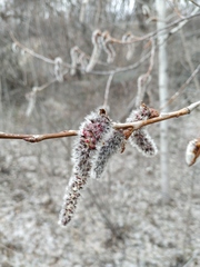 Populus tremula
