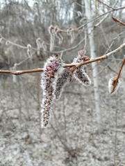Populus tremula