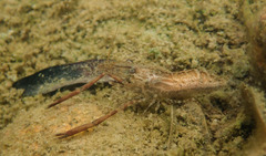 Macrobrachium venustum