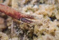 Macrobrachium venustum