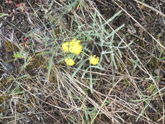 Lomatium ambiguum