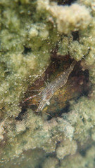 Macrobrachium venustum