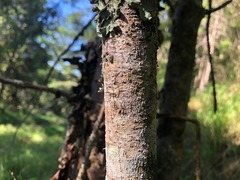 Excoecaria dallachyana