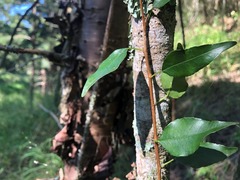 Excoecaria dallachyana