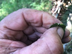 Excoecaria dallachyana