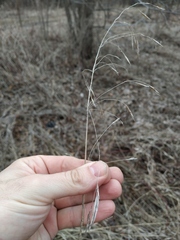 Bromus inermis