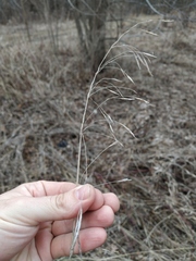 Bromus inermis