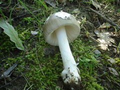 Amanita argentea