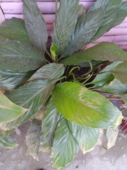 Spathiphyllum wallisii