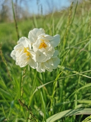 Narcissus poeticus