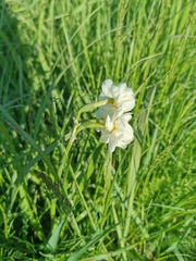 Narcissus poeticus