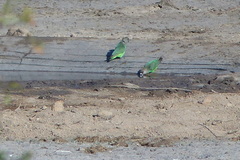 Poicephalus cryptoxanthus cryptoxanthus