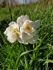 Narcissus poeticus