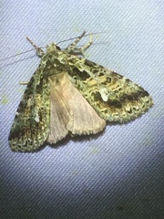 Cascera irrorata