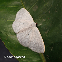 Lomographa claripennis