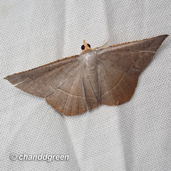 Plesiomorpha flaviceps