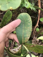 Paralopostega serpentina