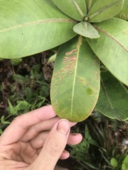 Paralopostega serpentina