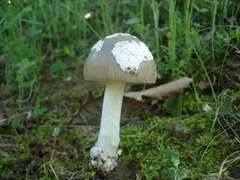 Amanita argentea