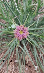 Tragopogon coelesyriacus