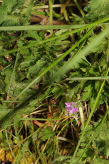 Geranium molle