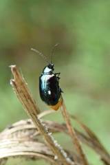Arthrotus abdominalis
