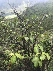 Antidesma platyphyllum