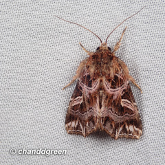 Callopistria exotica