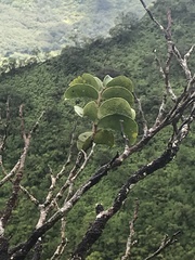 Antidesma platyphyllum
