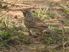 Mirafra erythroptera