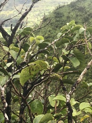 Antidesma platyphyllum