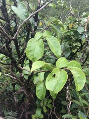 Antidesma platyphyllum