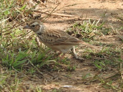 Mirafra erythroptera