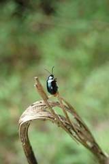 Arthrotus abdominalis