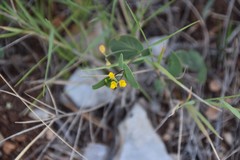 Coronilla scorpioides