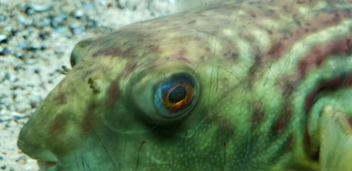 Cross River puffer (Tetraodon pustulatus) — Tetraodontidae — 5