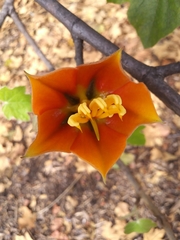 ×chiranthofremontia lenzii