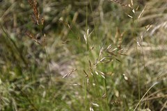 Helictotrichon convolutum