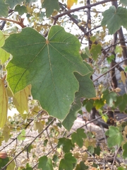 ×chiranthofremontia lenzii