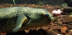 Tetraodon mbu