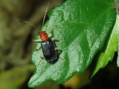 Trichobalya bowringii